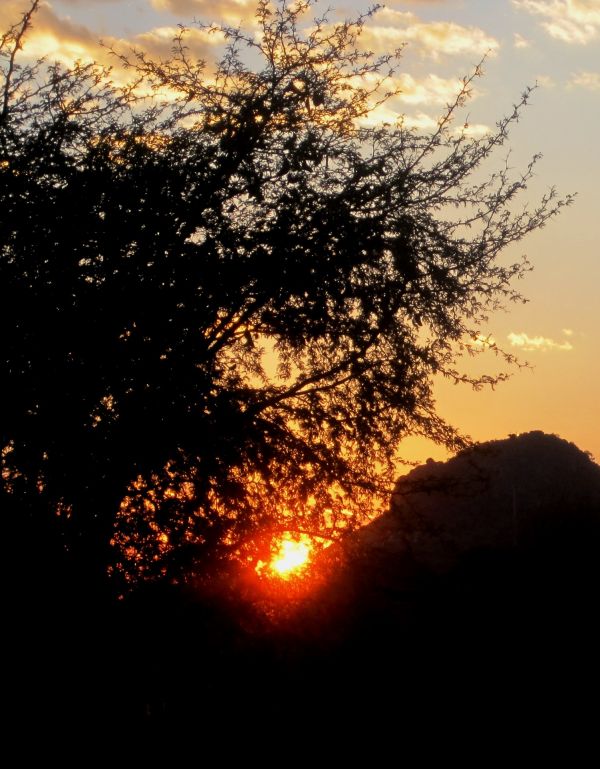 nature,cloud,sky,tree,branch,sun