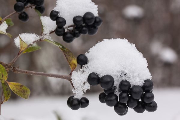 自然,ブランチ,雪,コールド,冬,工場