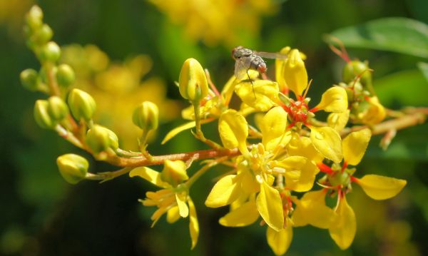 árvore, natureza, ramo, Flor, plantar, campo