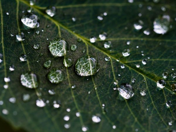 acqua,natura,far cadere,rugiada,pianta,erba