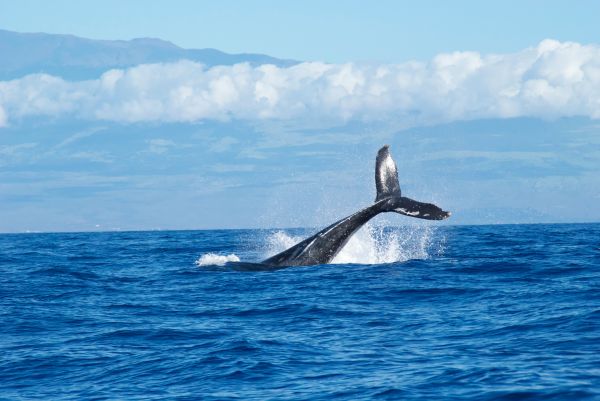 sea,water,ocean,mammal,splash,humpback whale