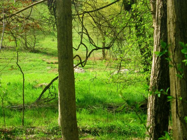 panorama, árvore, natureza, floresta, grama, ao ar livre