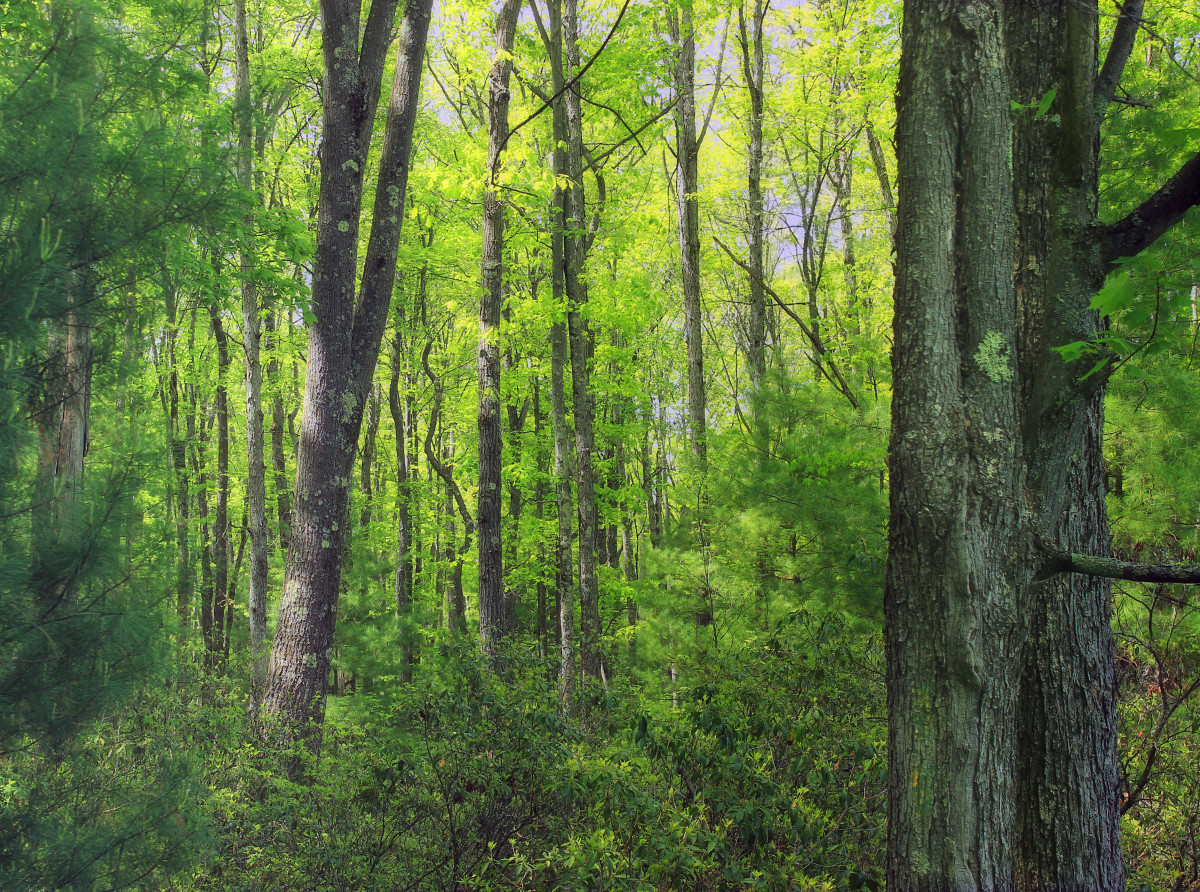 arbre, la nature, forêt, région sauvage, plante, randonnée, lumière du soleil, printemps, vert, jungle, des arbres, Creativecommons, végétation, forêt tropicale, branches, Clintoncounty, à feuilles caduques, Zone humide, Pennsylvaniawilds, Sous-étage, les troncs, Pennsylvanie, Sproulstateforest, bosquet, des bois, habitat, Écosystème, Biome, Forêt ancienne, environnement naturel, caractéristique géographique, Plante ligneuse, Forêt feuillue tempérée et forêt mixte, Forêt de conifères tempérée, Plante terrestre, Forêt riveraine