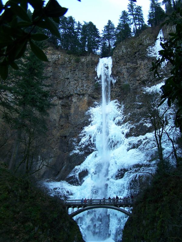 arbre,eau,forêt,cascade,hiver,parc