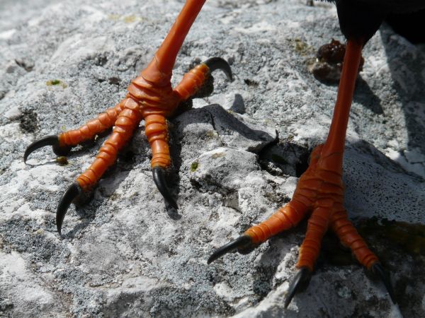 vilda djur och växter,fötter,orange,röd,biologi,jord