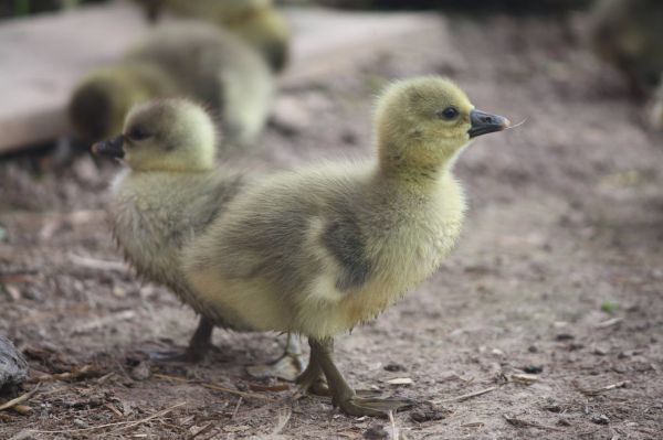 oiseau,groupe,ferme,animal,mignonne,faune