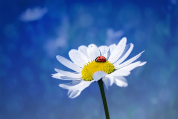 natura,fiorire,pianta,cielo,prato,bianca