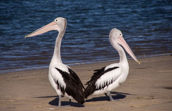 Vogel,Flügel,Weiß,Pelikan,Strand,Meer