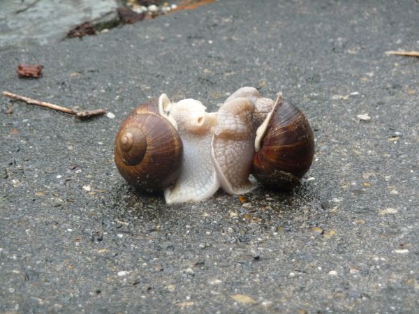 love,fauna,invertebrate,seashell,snail,slow