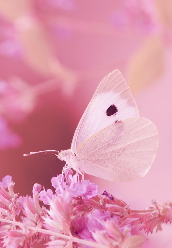 Flor,plantar,branco,fotografia,flor,pétala