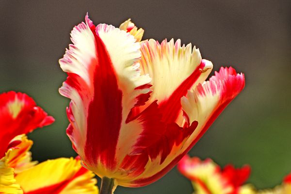 Flor,plantar,flor,pétala,tulipa,Primavera