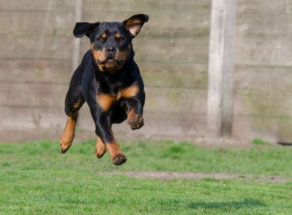 köpek,memeli,omurgalı,köpek türü,orospu,Rottweiler