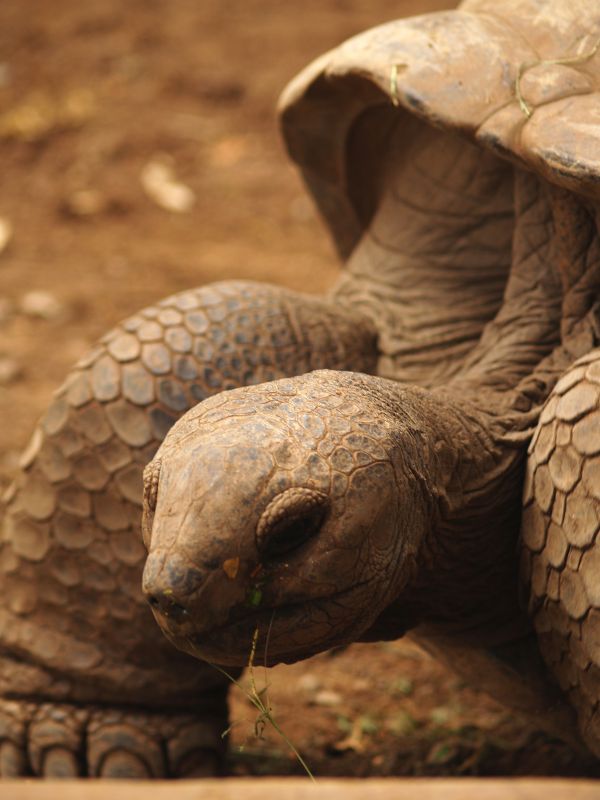 természet, vadvilág, teknősbéka, hüllő, fauna, bezár