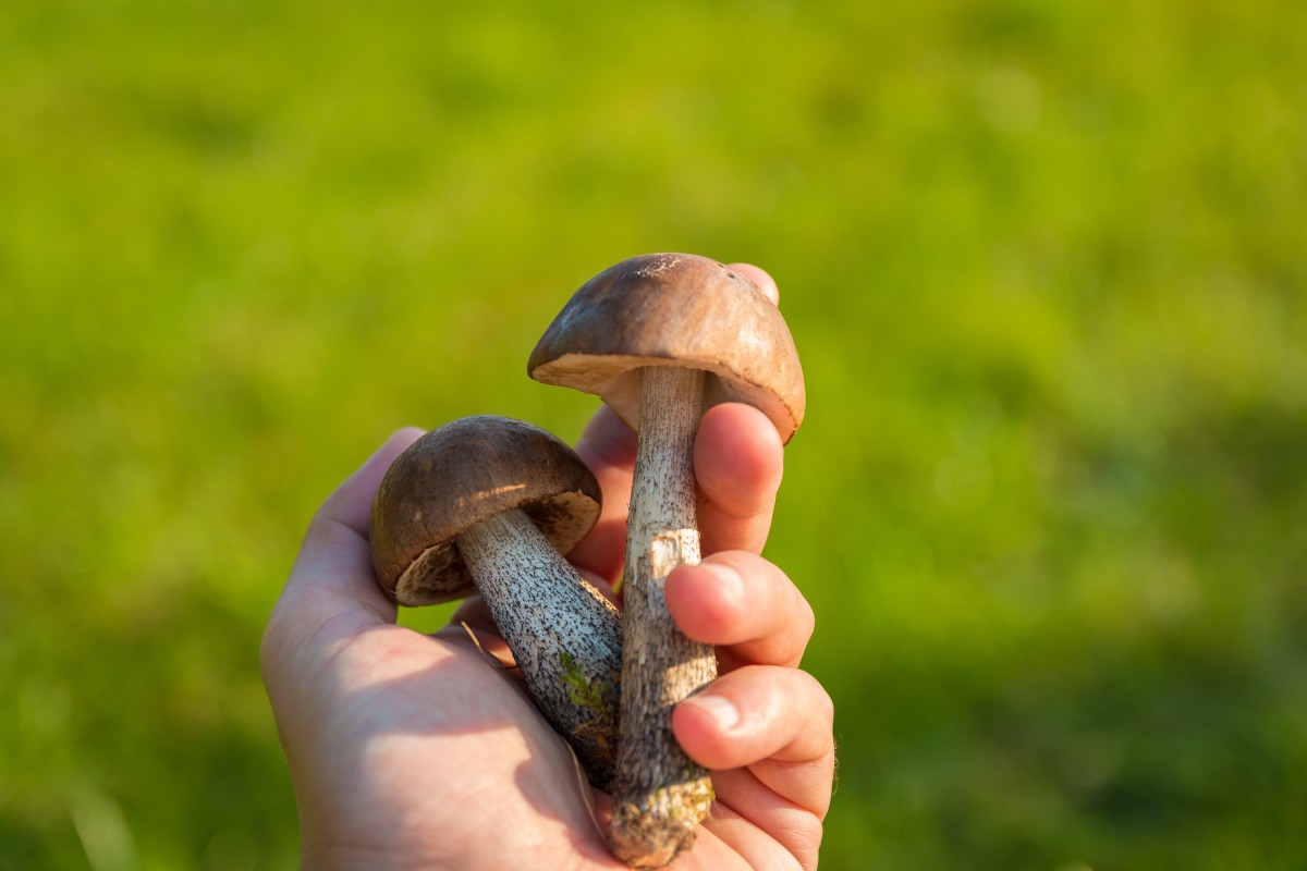 pădure, animale sălbatice, toamnă, faună, melc, ciuperci, auriculariales, colectarea, macro fotografie, culegerea, otrăvire