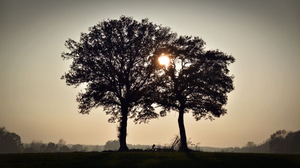 landscape, tree, nature, branch, silhouette, light