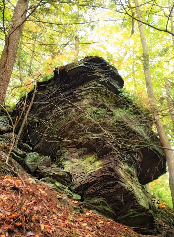 Baum, Natur, Wald, Rock, Wildnis, Ast