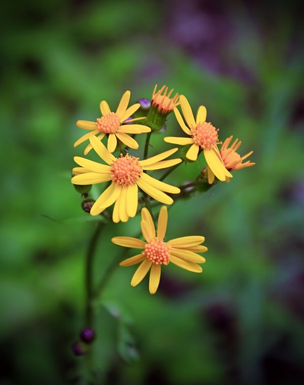 natureza,Flor,plantar,folha,flor,caminhada