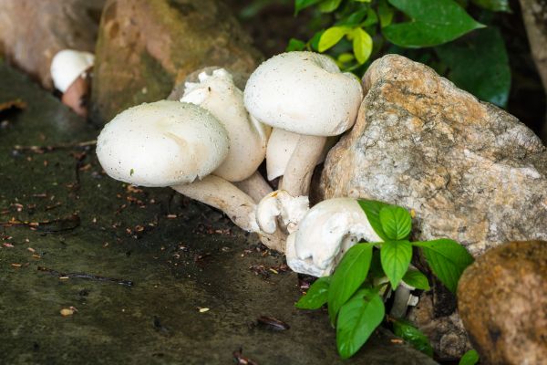 la nature, blanc, goutte de pluie, champignon, flore, sol