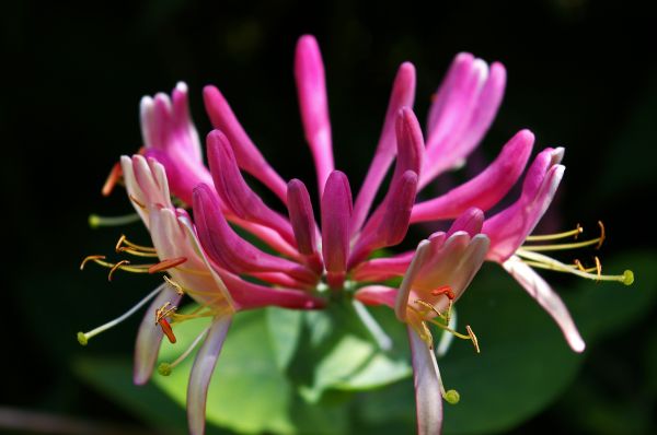 自然, 花, 工場, 写真, 花, 花弁