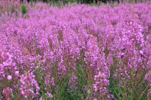 natur, blomma, växt, fält, äng, gräs