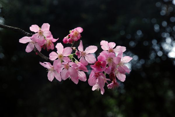 Baum, Ast, blühen, Pflanze, Fotografie, Natur