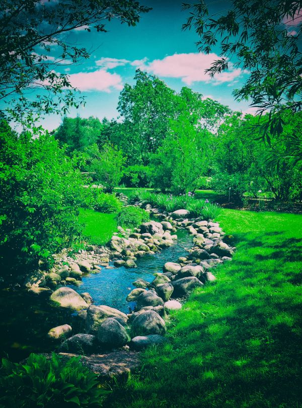 albero, acqua, natura, foresta, erba, paesaggio