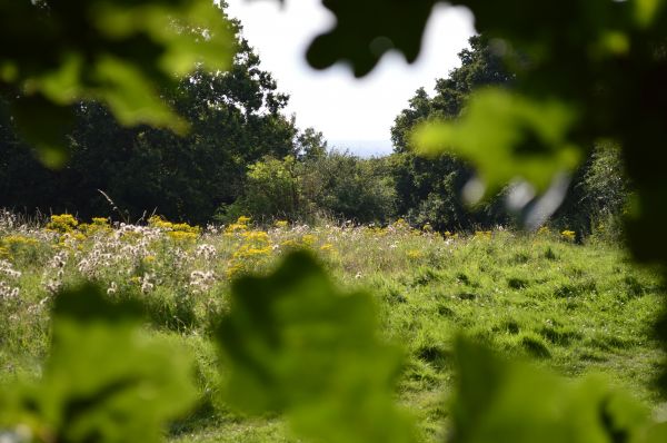 Baum, Natur, Wald, Ast, Gras, blühen