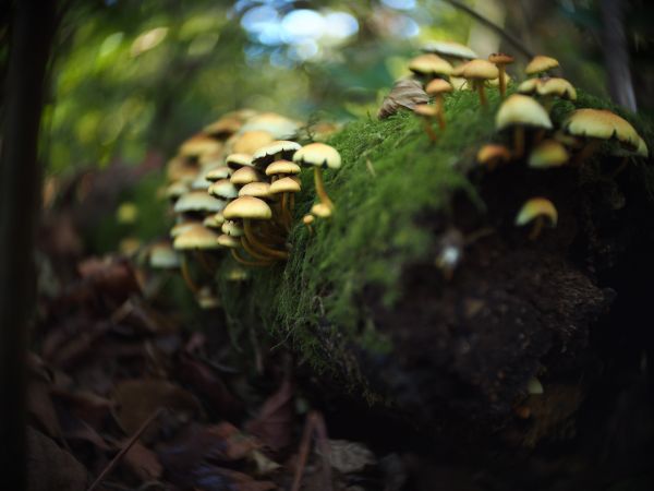 tre,natur,skog,gren,bokeh,blad