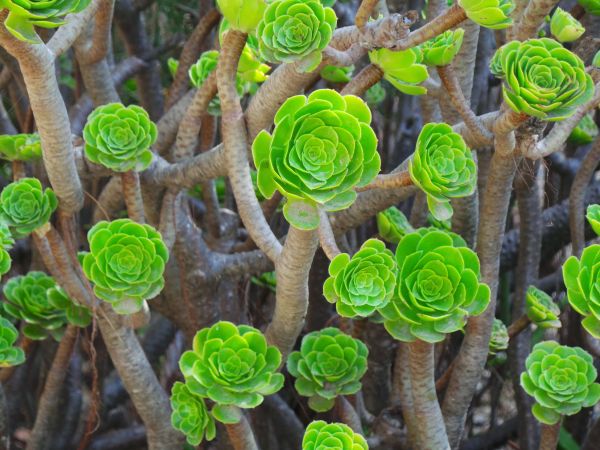 natur, blomst, plante, stilk, blad, blomst