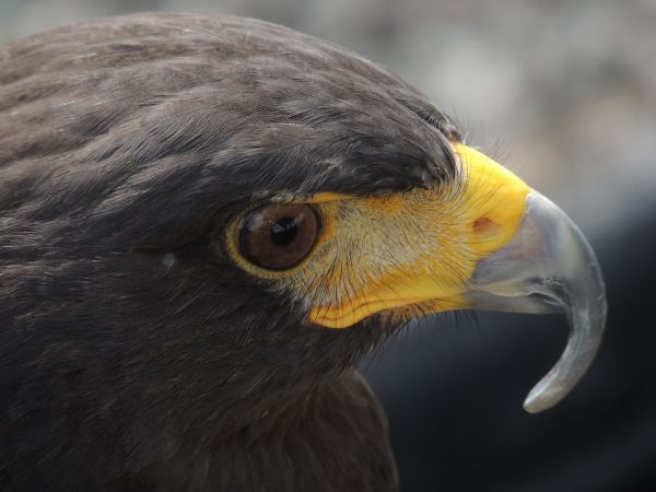 Vogel,Flügel,Tierwelt,Schnabel,Adler,Falke