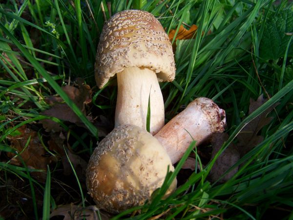 houba,Příroda,houba,agaric,Bolete,Agaricus