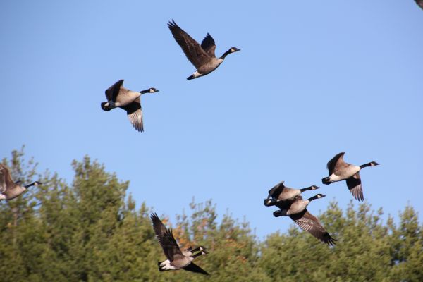 alam, burung, sayap, langit, kawanan, penerbangan