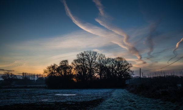 木,自然,地平線,シルエット,風景,雪