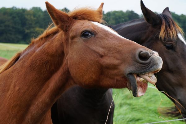 animal,pastar,caballo,mamífero,semental,melena