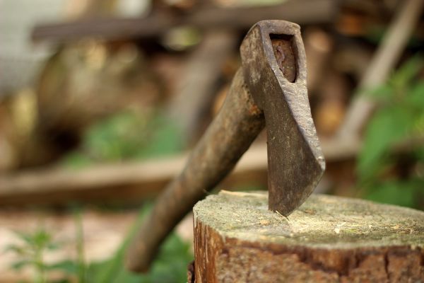 trabajo,árbol,bosque,rama,madera,antiguo