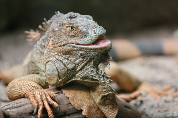 動物,野生動物,爬虫類,イグアナ,動物相,トカゲ