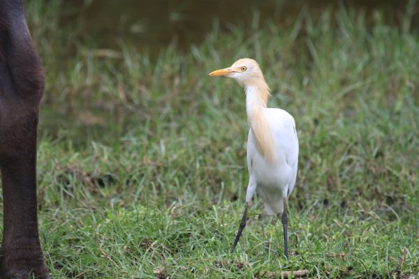 naturaleza,pájaro,blanco,fauna silvestre,pico,césped