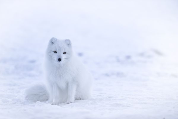 snö, vinter-, Björn, väder, däggdjur, arktisk