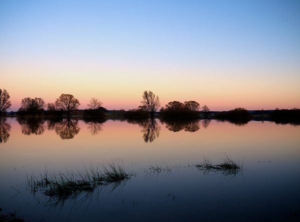 landskab,træ,vand,natur,horisont,marsk