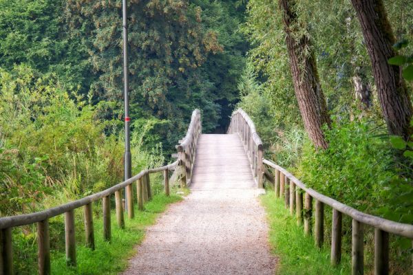 albero, natura, foresta, passerella, legna, pista