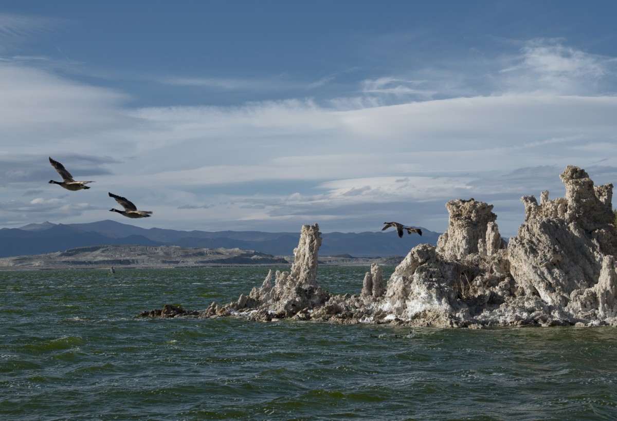 strand, zee, kust, rots, oceaan, vogel, kust-, Golf, zeevogel, klif, baai, terrein, Californië, nikond800e, Monolake, kaap