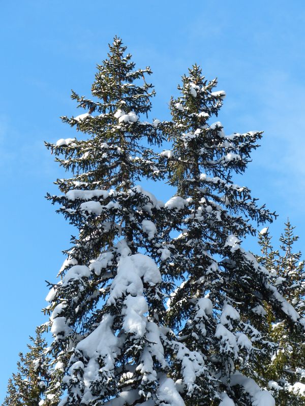 Landschaft, Baum, Ast, Schnee, kalt, Winter