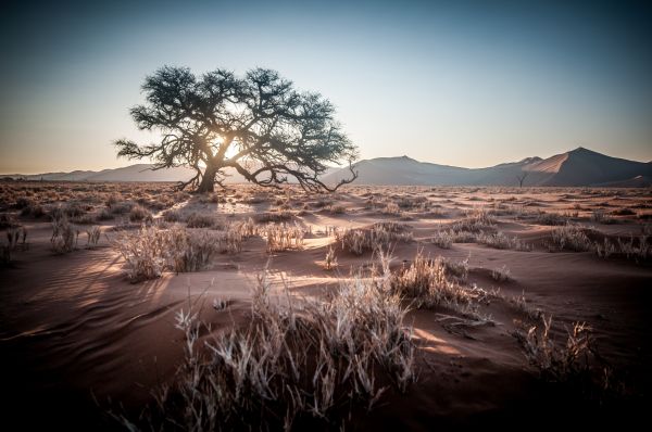 Landschaft,Baum,Natur,Sand,Horizont,Wildnis