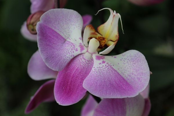 花, 工場, 写真, 花, 花弁, トロピカル