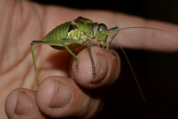 alam,fotografi,serangga,makro,fauna,tangan