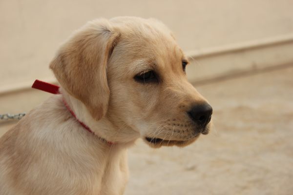 branco, cachorro, cachorro, animal, mamífero, triste