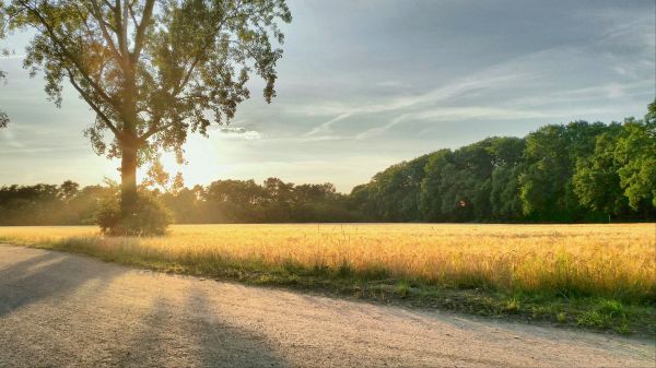 пейзаж, дерево, природа, трава, горизонт, легкий