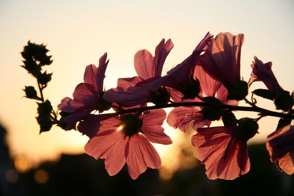 boom,natuur,tak,bloesem,fabriek,zon