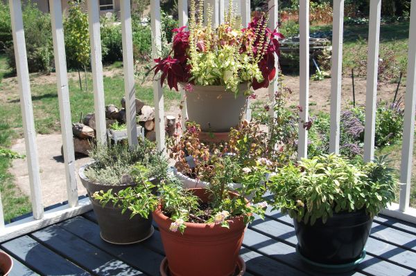 planta,flor,patio interior,botánica,jardín,planta de casa