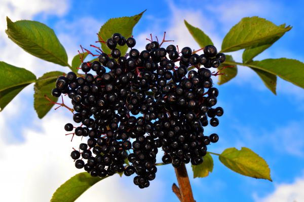 árbol,rama,planta,Fruta,baya,hoja